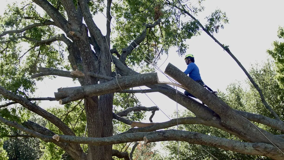 Professional Crown Thinning performed by certified arborists in Aimwell
